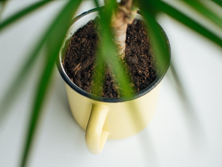 Dracaena in a yellow mug pot on the windowの写真素材