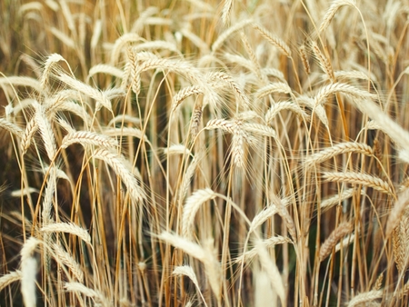 spikelets of wheat in the yellow fieldの写真素材