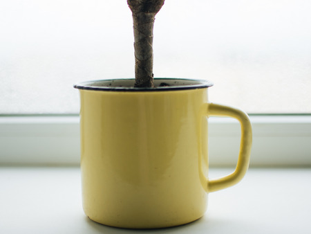 Dracaena in a yellow mug pot on the windowの写真素材