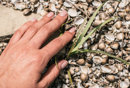 The bank of the river is covered with shells. Hand touches the texture.の写真素材