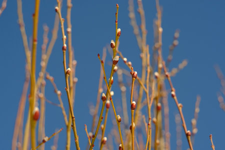 pussy willow branches with buds in spring against the blue sky