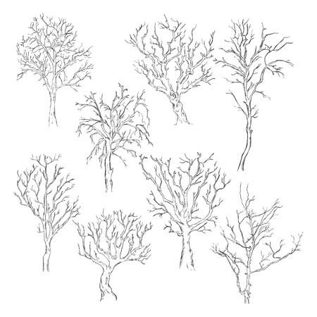 Vector Set of Sketch Bare Treesのイラスト素材