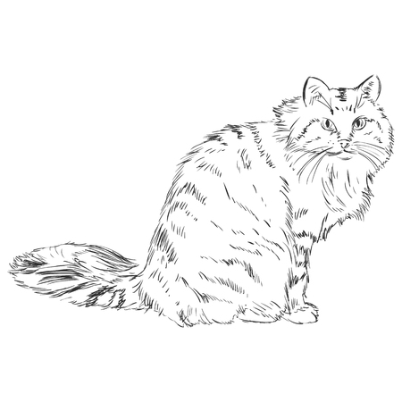 Vector Sketch Catのイラスト素材