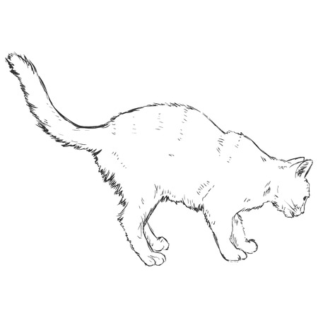 Vector Sketch Catのイラスト素材