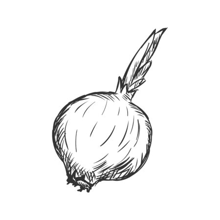 Vector Single Sketch Onion on White Backgroundのイラスト素材