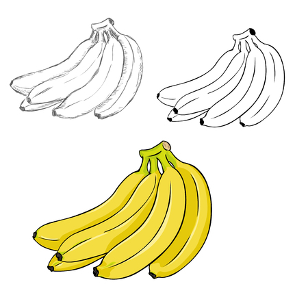 Vector Set of Differrent Illustration Style Bunches of Bananas. Process of Drawingのイラスト素材
