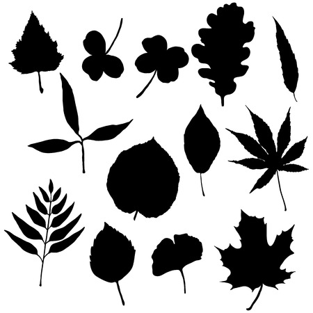 Vector Set of Black Silhouette Tree Leavesのイラスト素材