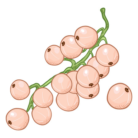 Vector Cartoon White Currant Berries on Branchのイラスト素材