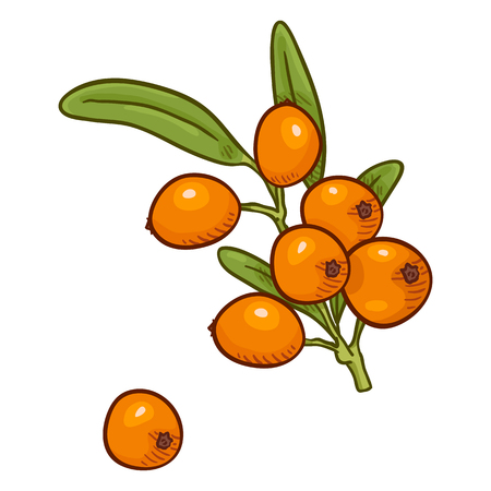 Vector Cartoon Sea Buckthorn Beriies on Branchのイラスト素材