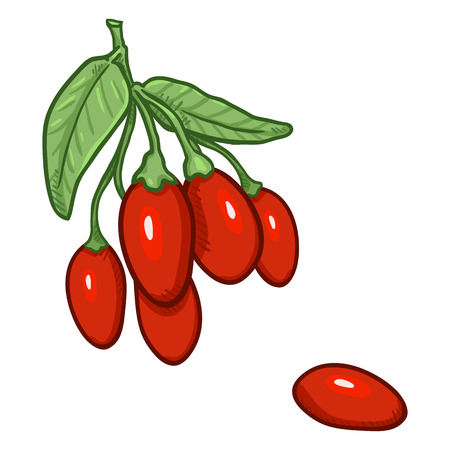 Vector Cartoon Goji Berries on Branchのイラスト素材