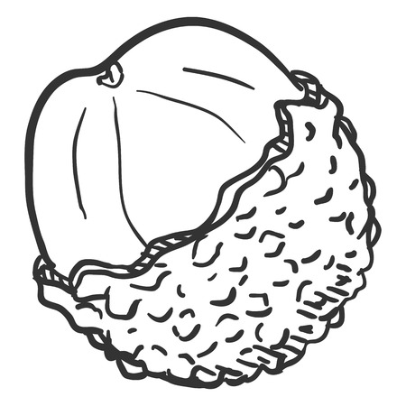 Vector Sketch Lychee Fruitのイラスト素材