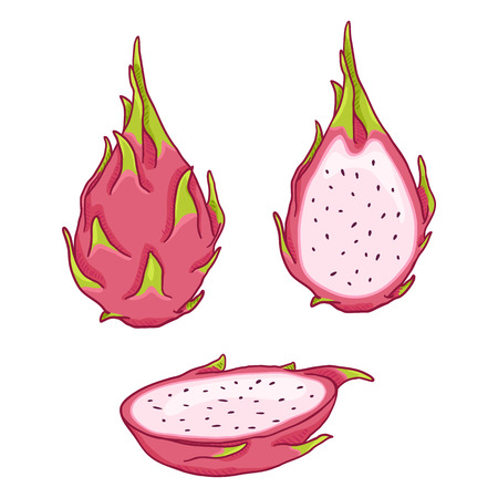 Vector Set of Cartoon Dragon Fruit Pitahaya with White Pulpのイラスト素材