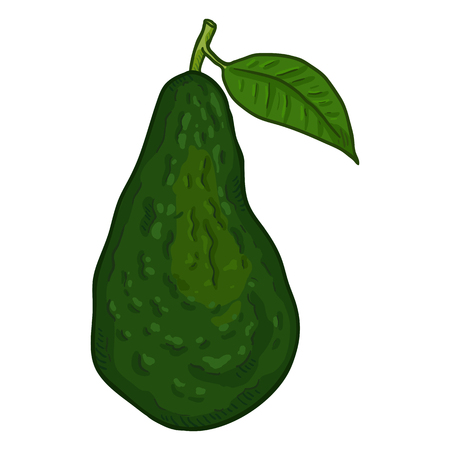 Vector Cartoon Whole Green Avocado Fruitのイラスト素材