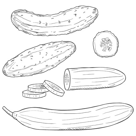 Vector Set of Sketch Cucumbers. Whole and Sliced.のイラスト素材