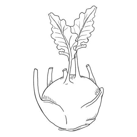Vector Sketch Kohlrabi Cabbageのイラスト素材