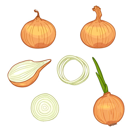 Vector Cartoon Set of Onion Bulbs, Slices and Rings.のイラスト素材
