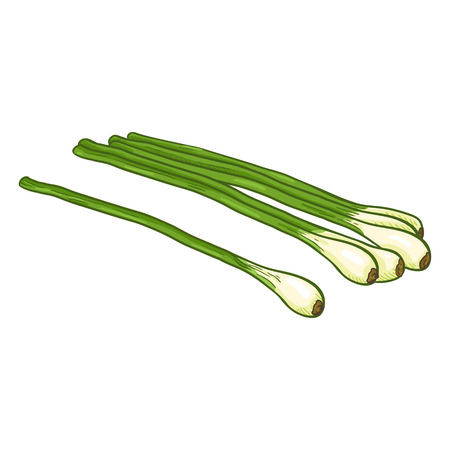 Vector Cartoon Pile of Green Onionsのイラスト素材