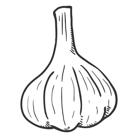 Vector Sketch Garlic Headのイラスト素材