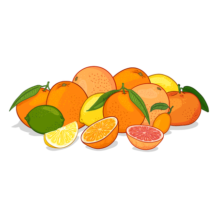 Vector Cartoon Color Set of Citrus Fruits in Pileのイラスト素材