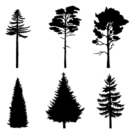 Vector Set of Black Silhouettes of Pine Treesのイラスト素材
