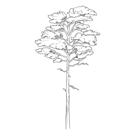 Vector Hand Drawn Sketch Pine Treeのイラスト素材