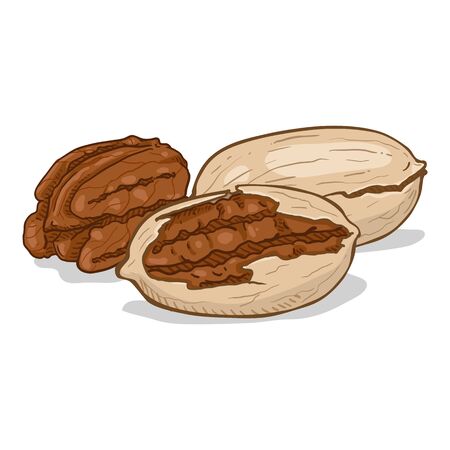 Cartoon Illustration - Pile of Pecan Nutsのイラスト素材