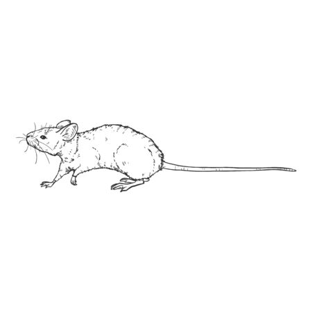Vector Sketch Illustration - Walking Mouseのイラスト素材