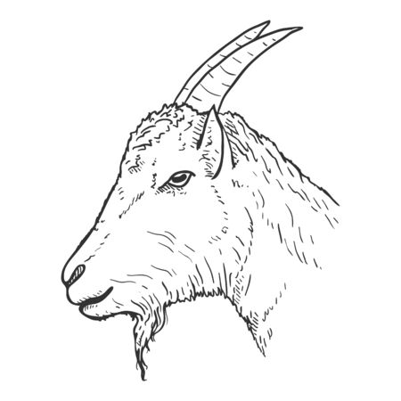 Vector Sketch Goat Head. Side Viewのイラスト素材