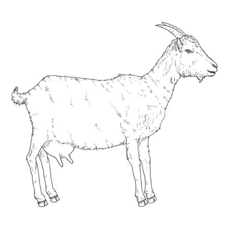 Vector Sketch Goat. Side View She-goat Illustrationのイラスト素材