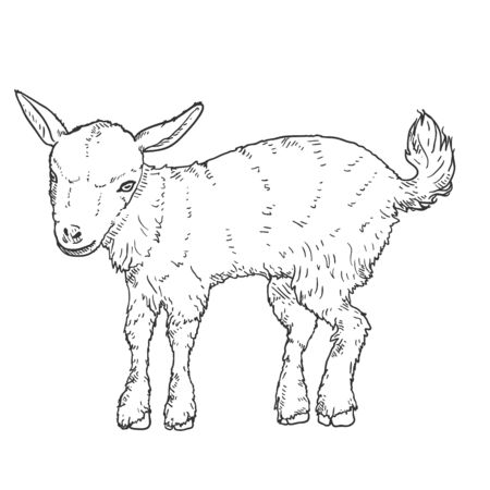 Sketch Baby Goat. Vector Side View Illustrationのイラスト素材