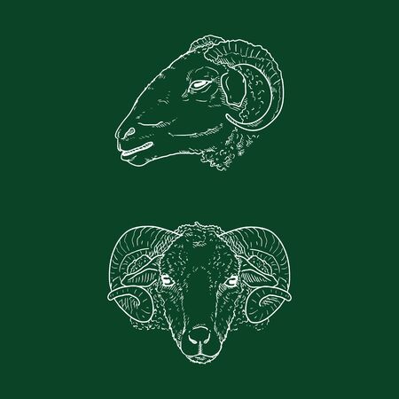 Vector Chalk Sketch Ram Head Illustrationsのイラスト素材