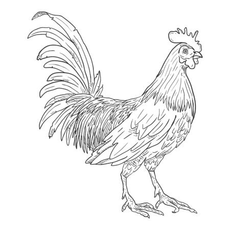 Vector Sketch Rooster. Cockerel Illustration.のイラスト素材