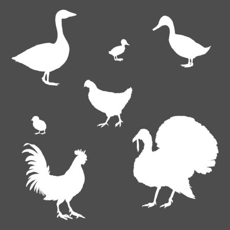 Vector Set of White Silhouette Poultry. Farm Birds.のイラスト素材