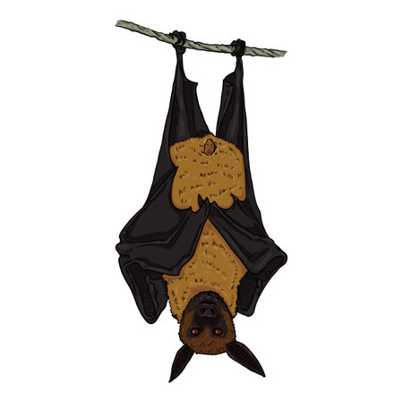 Vector Cartoon Flying Fox. Bat Illustration.