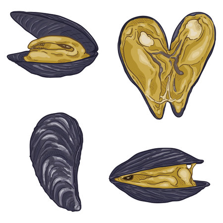 Vector Set of Cartoon Mussels. Mollusk Illustrations.のイラスト素材