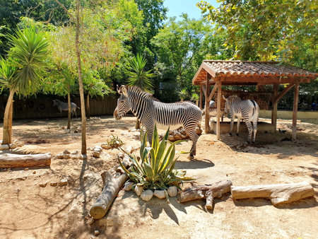 Lisbon, Portugal - July 25, 2019. Zebra in Lisbon Zoo. Daytime Photo.のeditorial素材