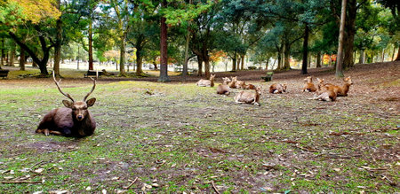 Nara, Japan - November 19, 2019. Adult Deer Lying with a Herd in the Forest of Nara Park.のeditorial素材