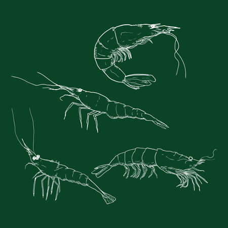 Vector Set of Chalk Sketch Shrimps and Prawnsのイラスト素材
