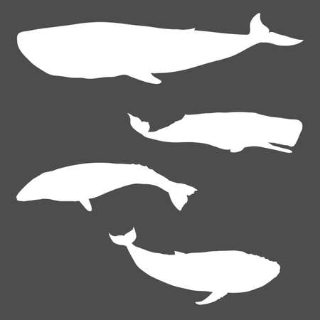 Vector Set of White Whale Silhouettes on Black Backgroundのイラスト素材