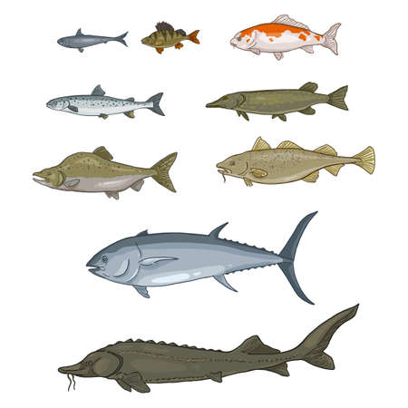 Vector Set of Cartoon Fish. Collection of Sea, River and Lake Types.のイラスト素材
