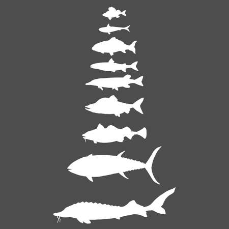Vector Set of White Silhouette Fish. Sea, River and Lake Types.のイラスト素材