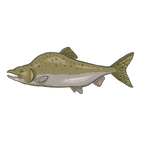 Cartoon Humpback Salmon Fish Vector Illustration.のイラスト素材