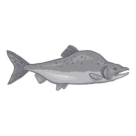 Humpback Salmon Cartoon Fish Vector Illustration. Side View.のイラスト素材