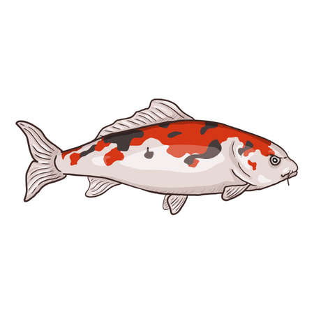 Carp Fish Cartoon Vector Illustration. Side View.のイラスト素材