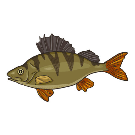Perch Cartoon Fish Vector Illustration. Side View.のイラスト素材
