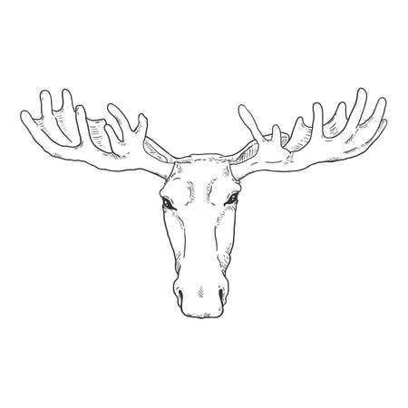 Vector Sketch Moose Head Illustration. Front Viewのイラスト素材