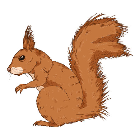 Vector Cartoon Squirrel Isolated Illustration. Side viewのイラスト素材