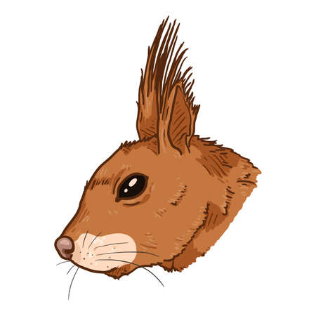 Vector Cartoon Squirrel Head. Side View.のイラスト素材