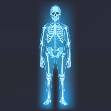 Vector Human Skeleton. X-ray Illustration on Dark Background