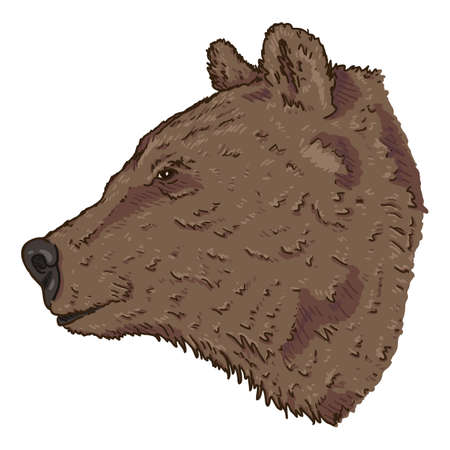 Vector Cartoon Bears Head Illustration. Side view